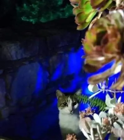 Aliki's House 1+ 2 Venkovský dům