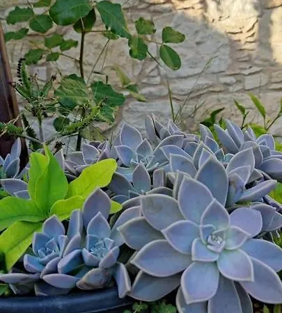 Aliki's House 1+ 2 * Polis