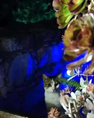 Aliki's House 1+ 2 Lantställe