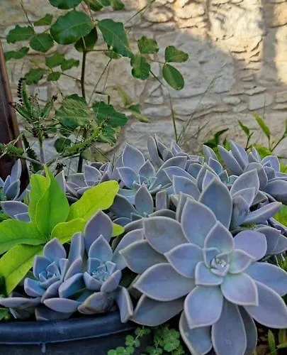 Aliki's House 1+ 2 * Polis